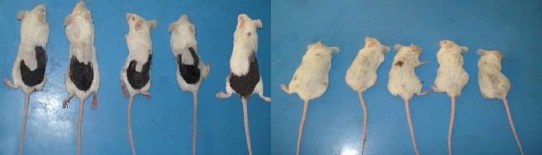 העכברים שעשו עליהם ניסוי במינוקסידיל תמונת האחרי