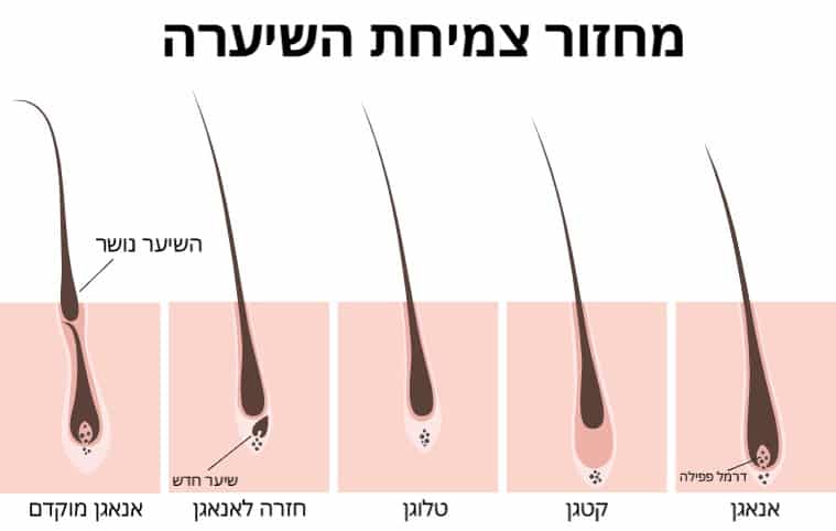 מחזור צמיחת השיערה