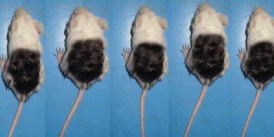 עכברים שצבעו את החלק העליון של גופם בשביל ניסוי מינוקסידיל