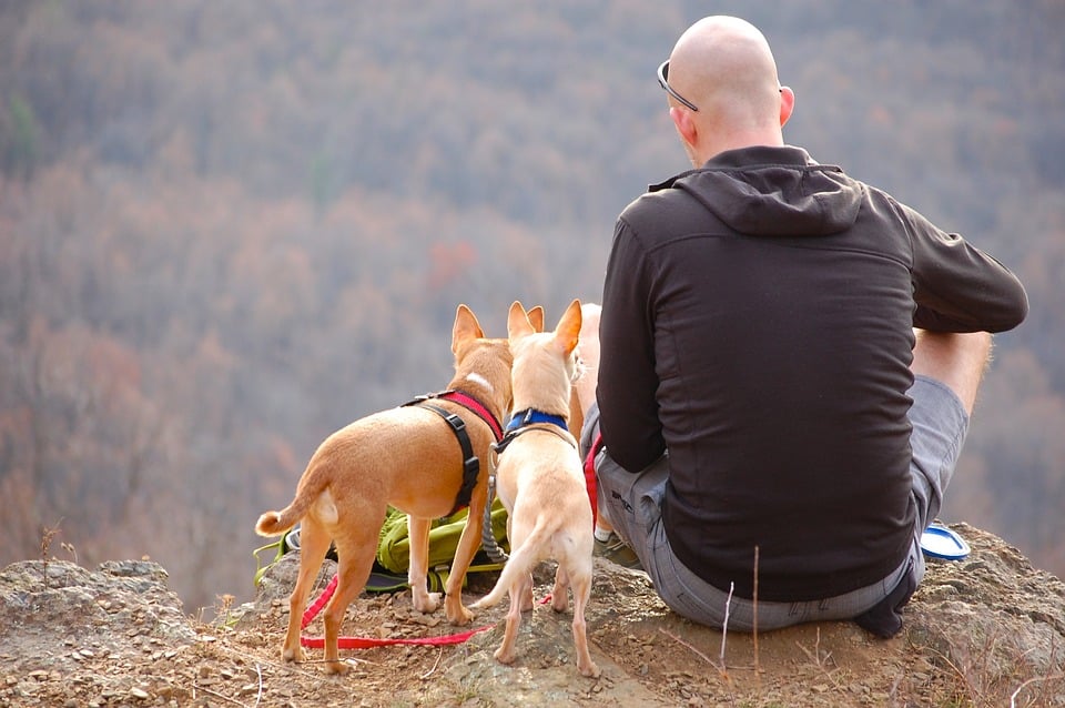 גבר עם נשירת שיער עונתית בטיול עם הכלבים
