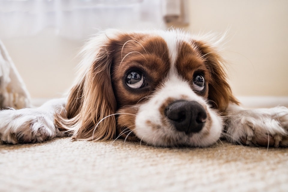 גור כלבים שוכב על השטיח מביט למעלה ומחכה