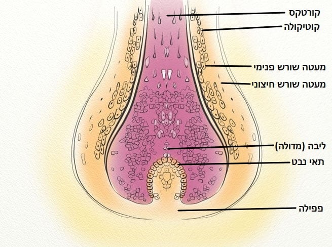 תרשים של מבנה השערה