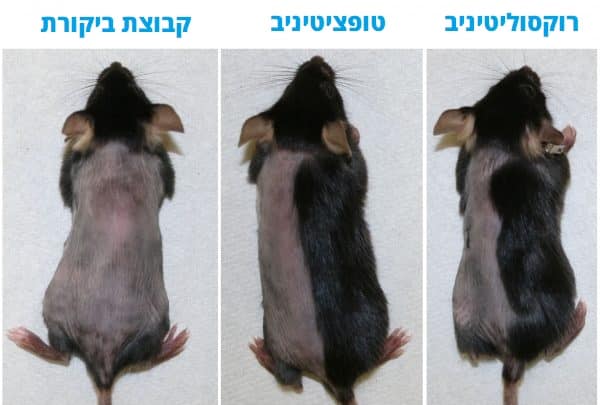 הצמחת שיער בעכברים באמצעות טופציטיניב ורוקסוליטיניב